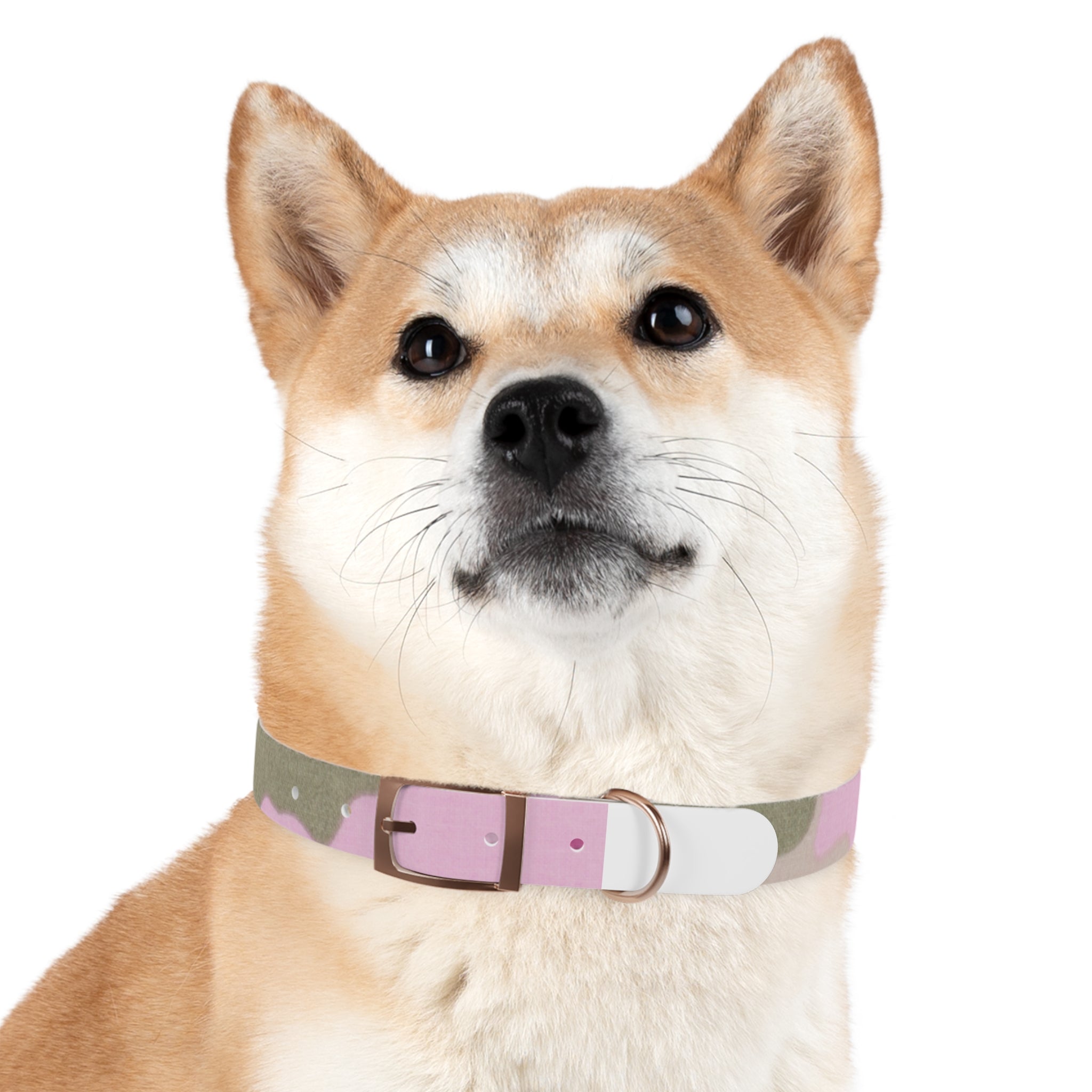 Dog Collar